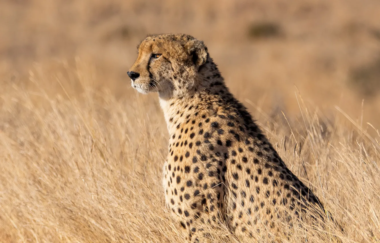 Photo wallpaper field, Cheetah, sitting