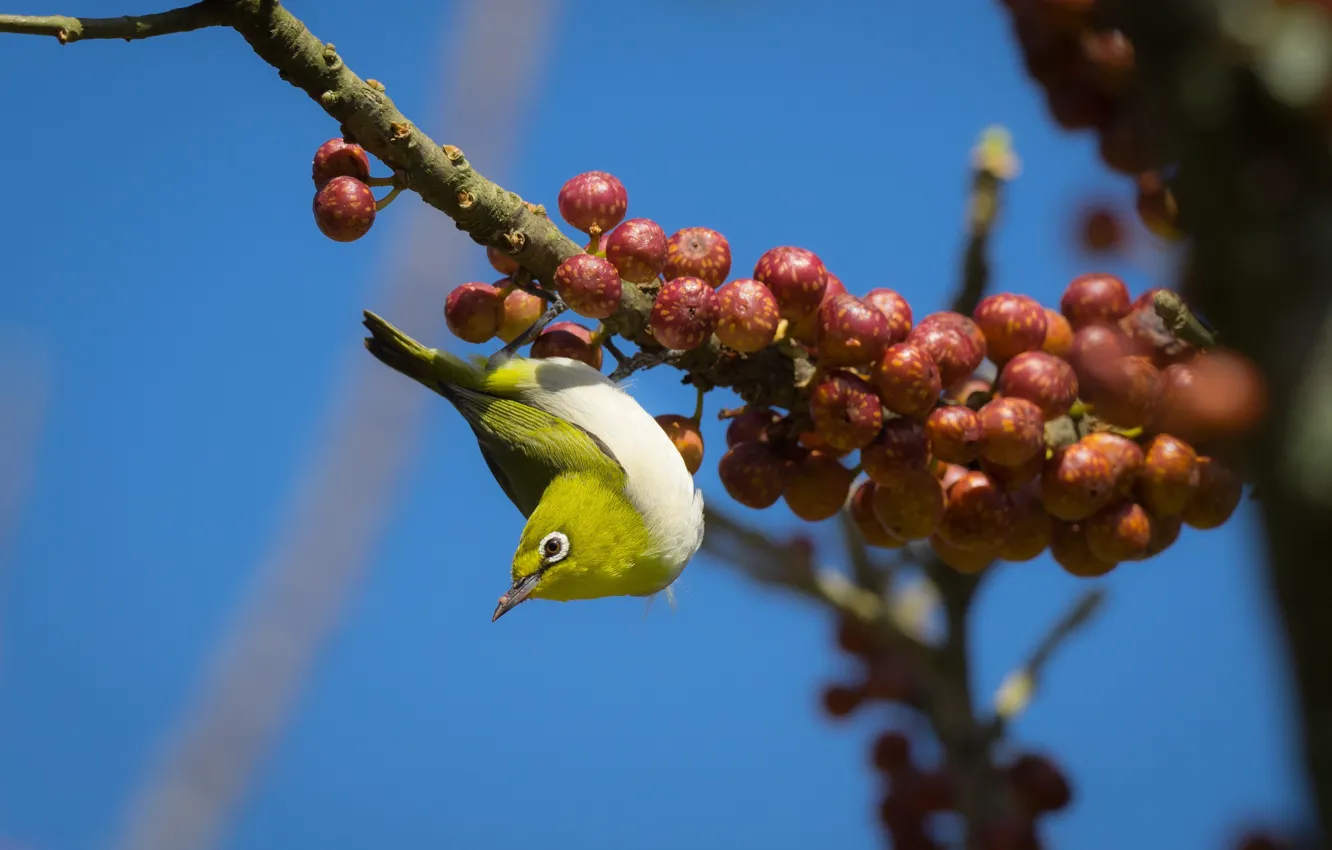 Photo wallpaper branches, berries, bird, Japanese white-eye