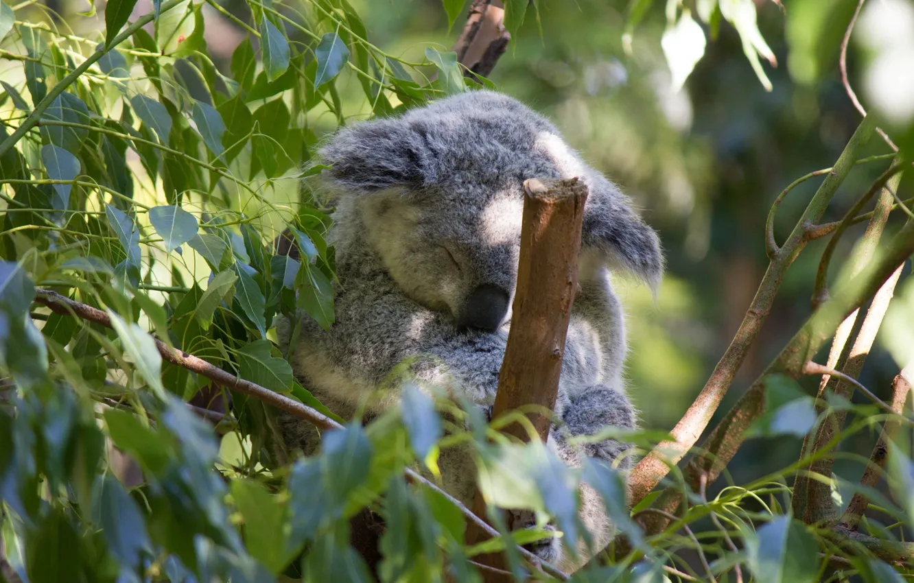 Photo wallpaper light, trees, branches, pose, stay, foliage, sleep, sleeping