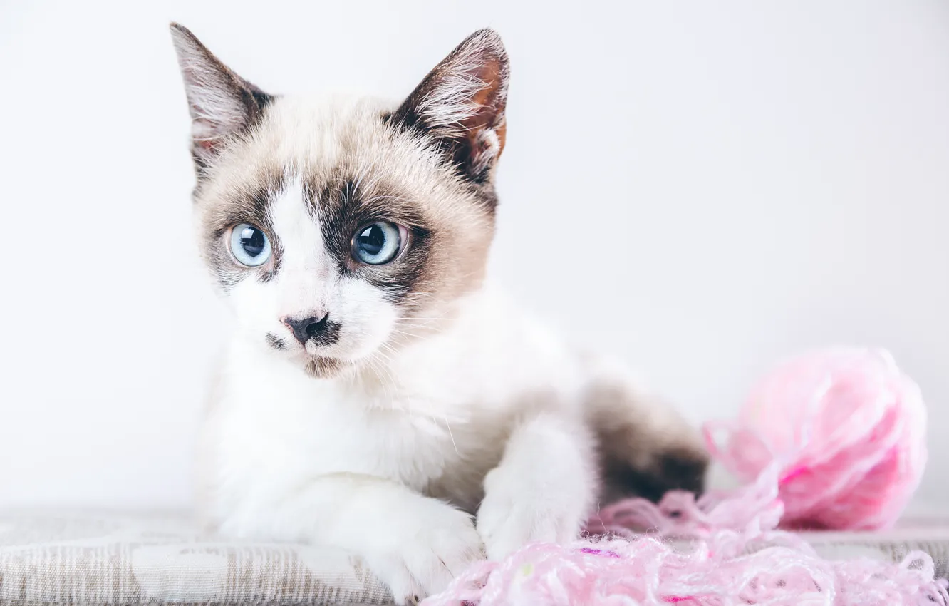 Photo wallpaper cat, tangle, kitty