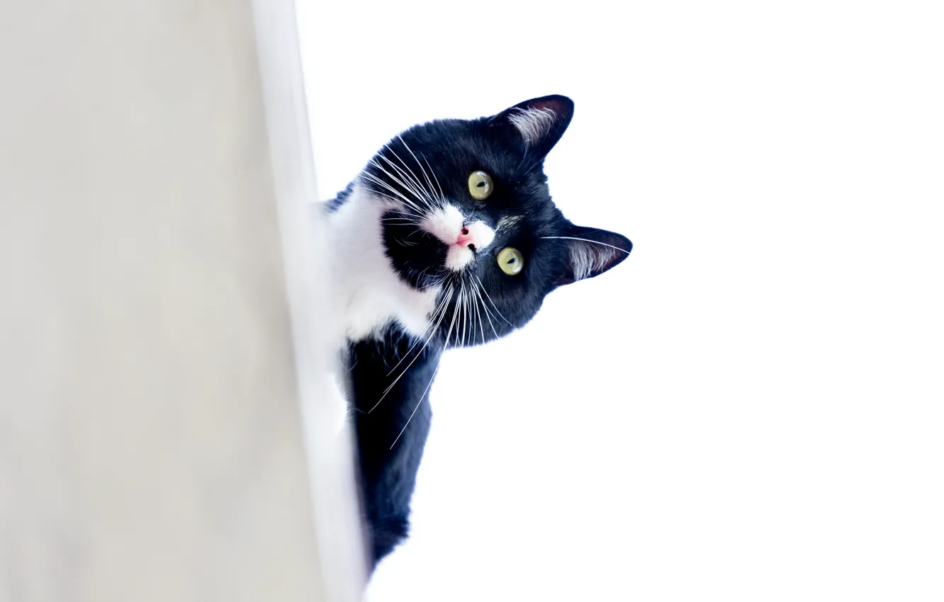 Photo wallpaper cat, mustache, look, Kote