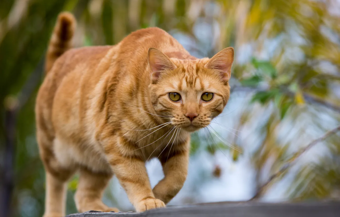 Photo wallpaper cat, look, red