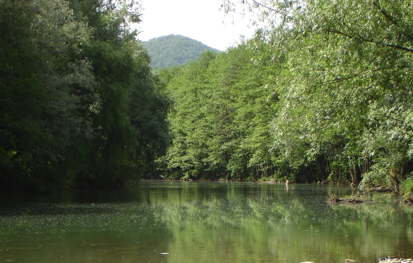 Photo wallpaper forest, nature, river, Kuban, Akela white