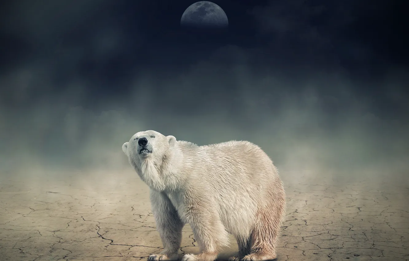 Photo wallpaper white, night, the moon, bear, bear