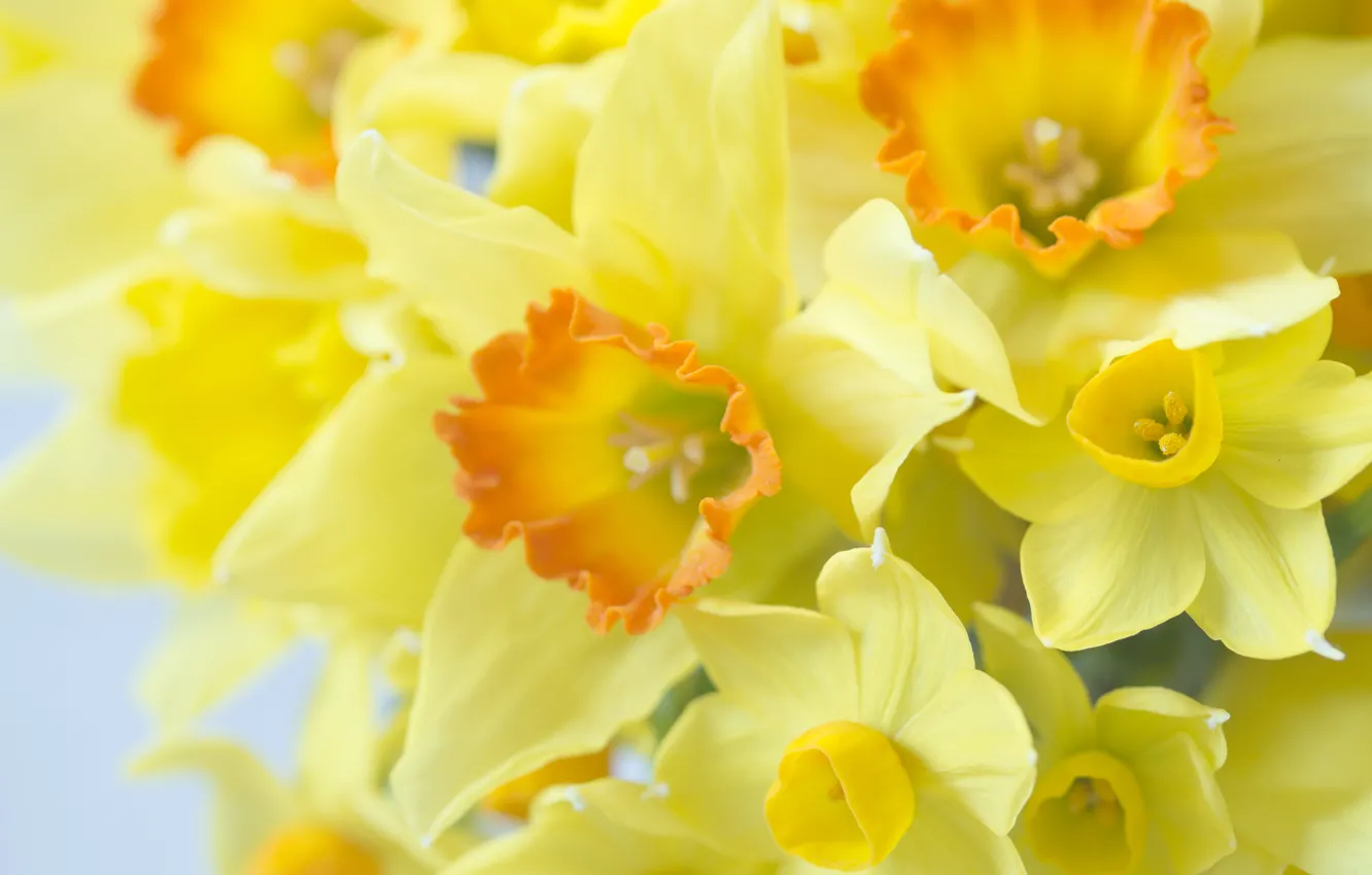 Photo wallpaper macro, yellow, daffodils