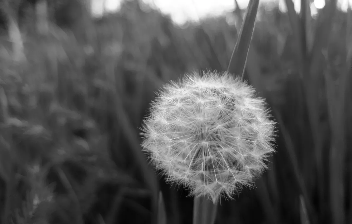 Photo wallpaper the sky, grass, dandelion, close-up black-and-white photo