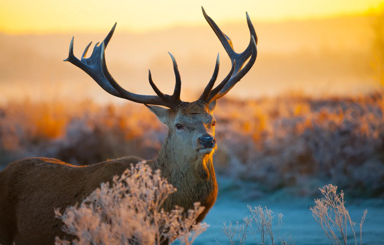 Photo wallpaper field, sunset, nature, deer, horns
