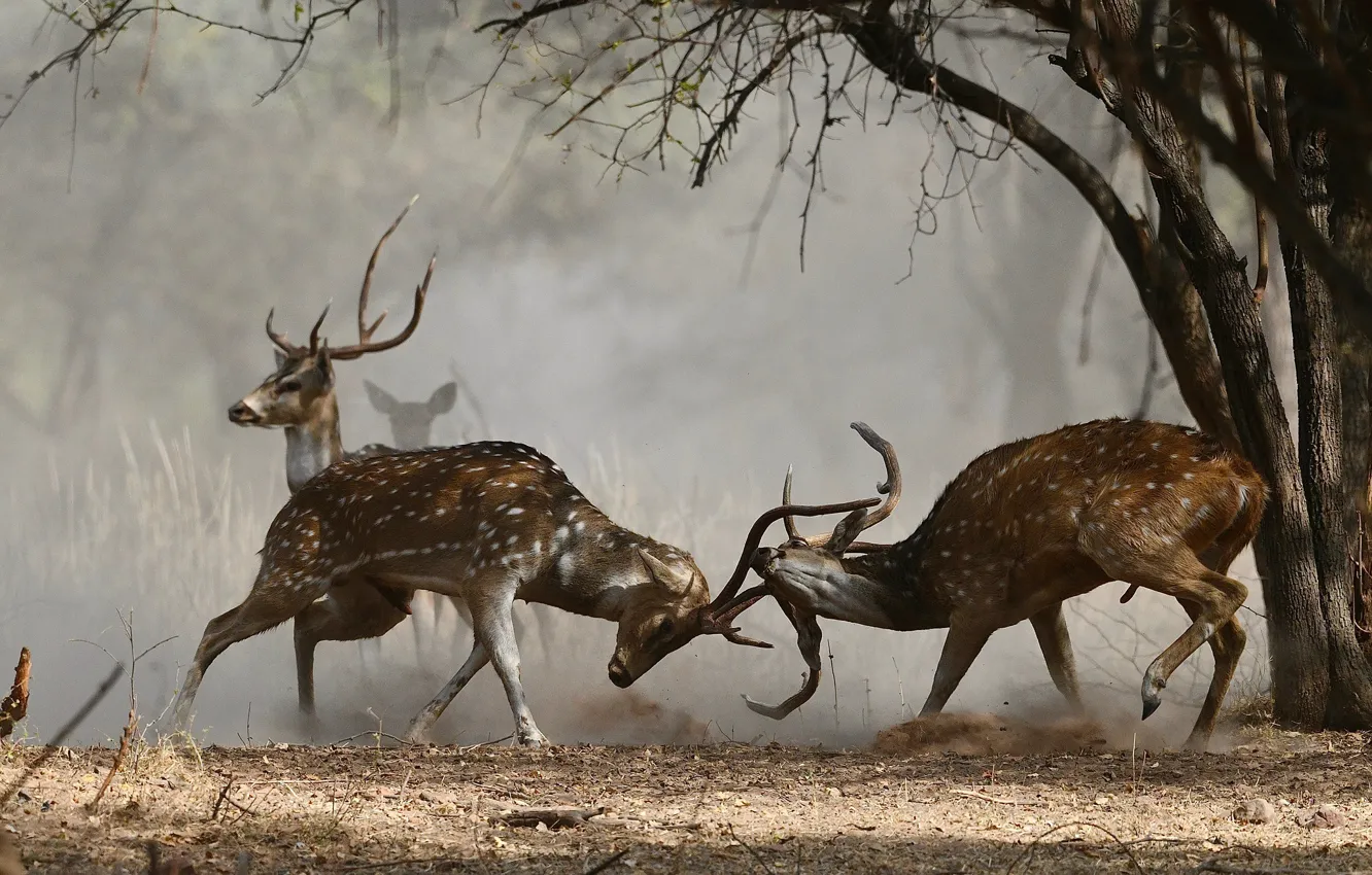 Photo wallpaper forest, trees, branches, fog, two, deer, battle, fight