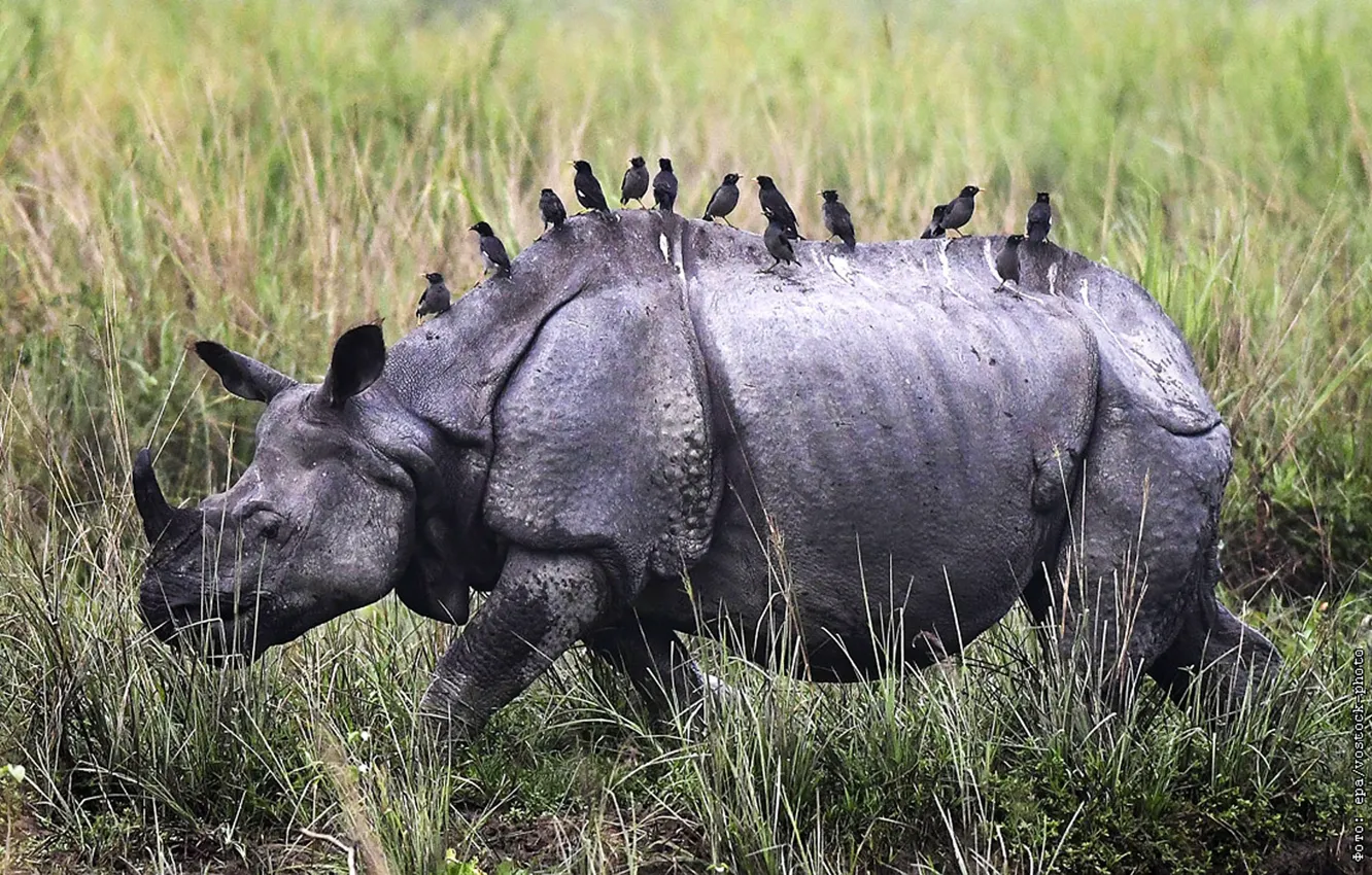 Photo wallpaper birds, animal, wildlife, Indian rhinocero, One-horned