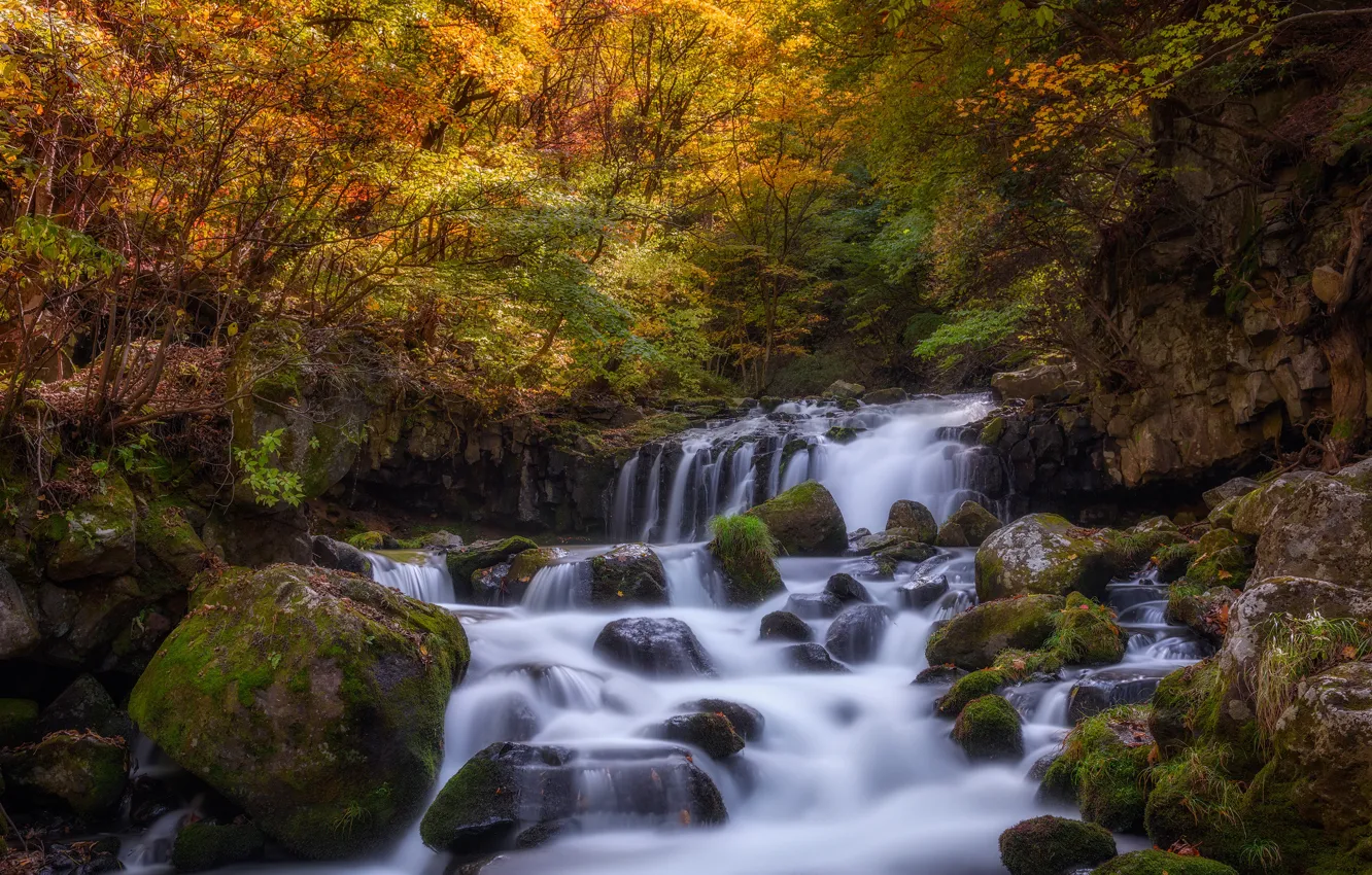 Photo wallpaper autumn, forest, leaves, water, light, trees, branches, stones