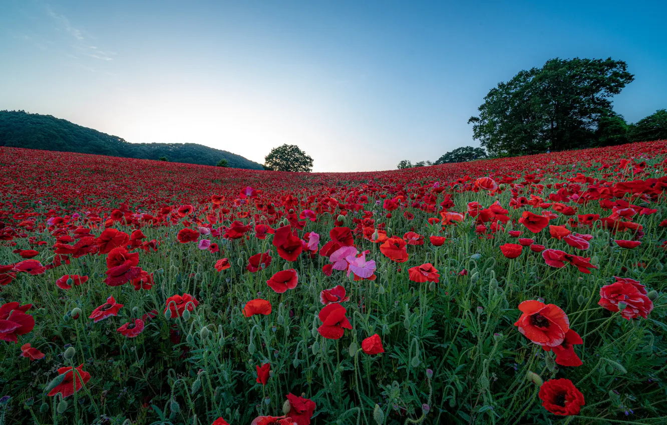 Photo wallpaper field, summer, the sky, flowers, nature, view, Maki, dal