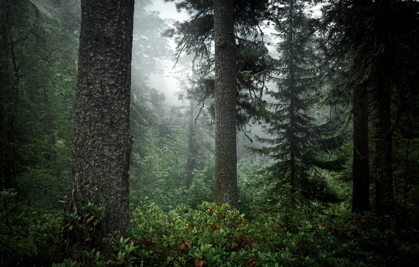 Photo wallpaper forest, trees, nature, fog