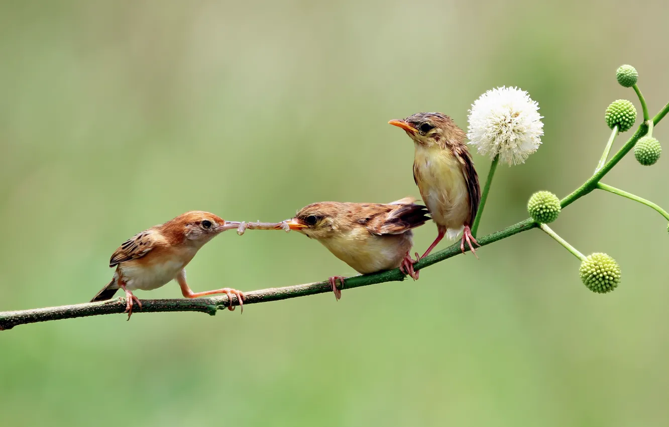 Photo wallpaper branches, bird, spring, the worm, trio, flowering, mining, meal