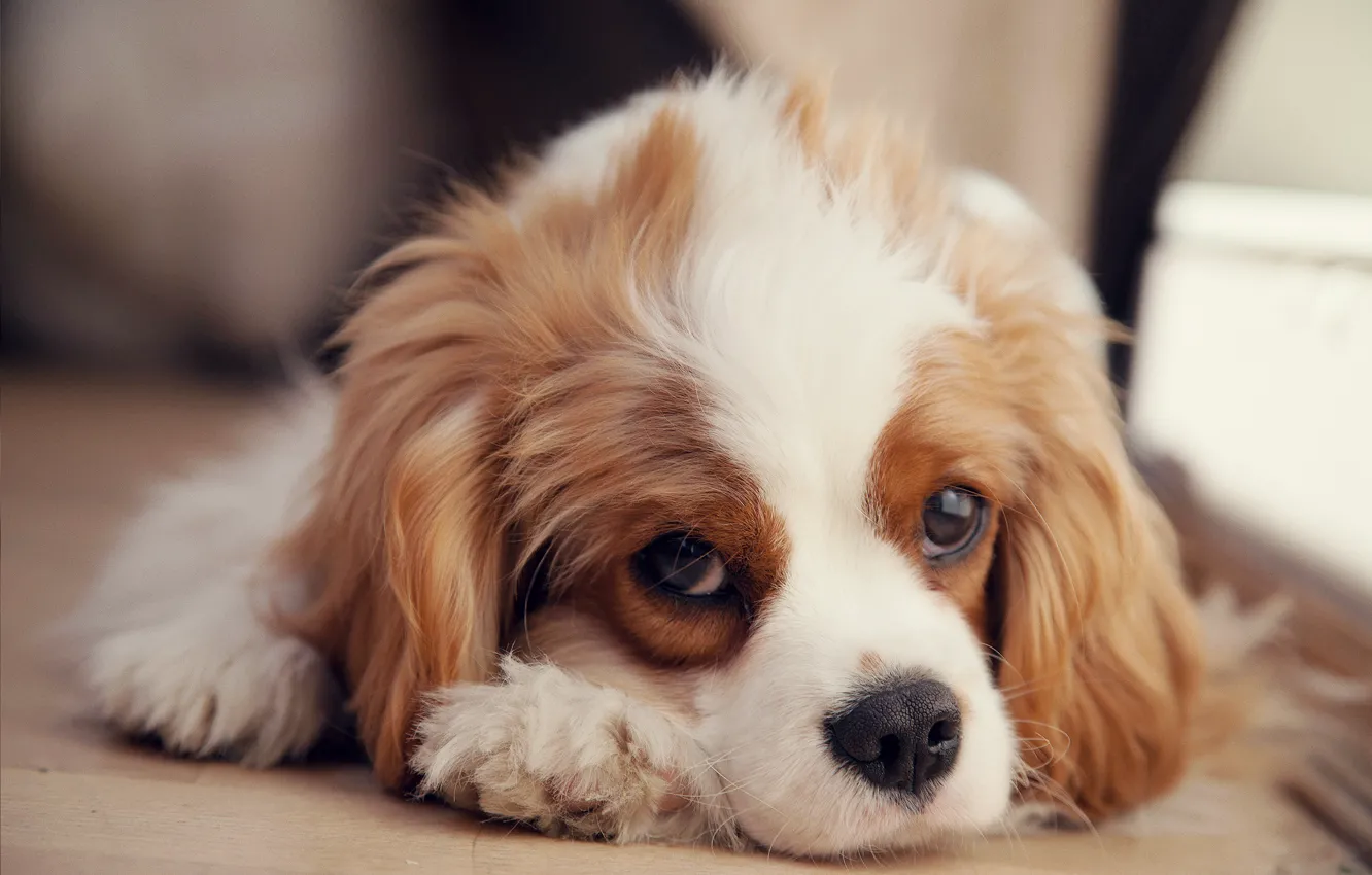 Photo wallpaper puppy, Spaniel, sad, the cavalier king Charles Spaniel
