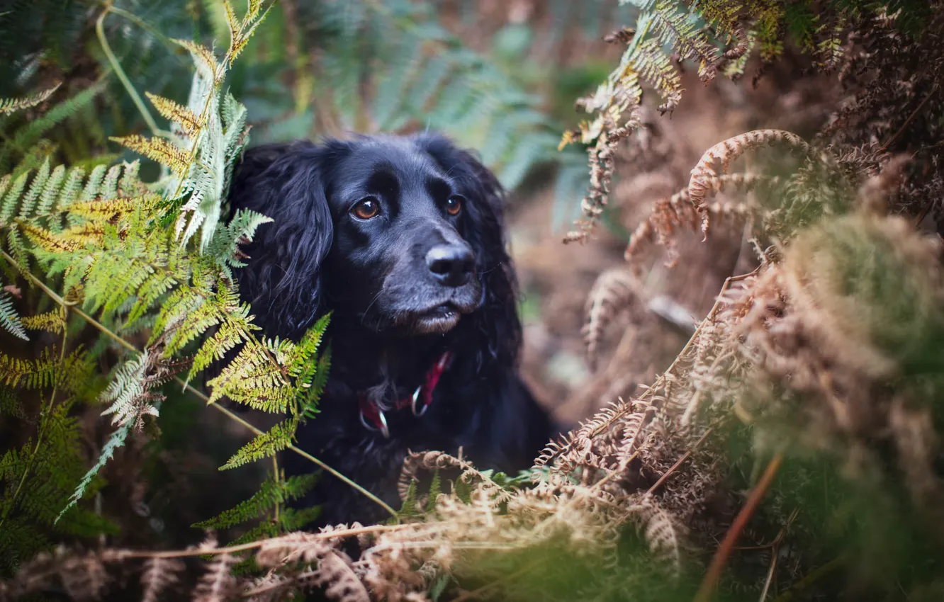 Photo wallpaper autumn, each, dog