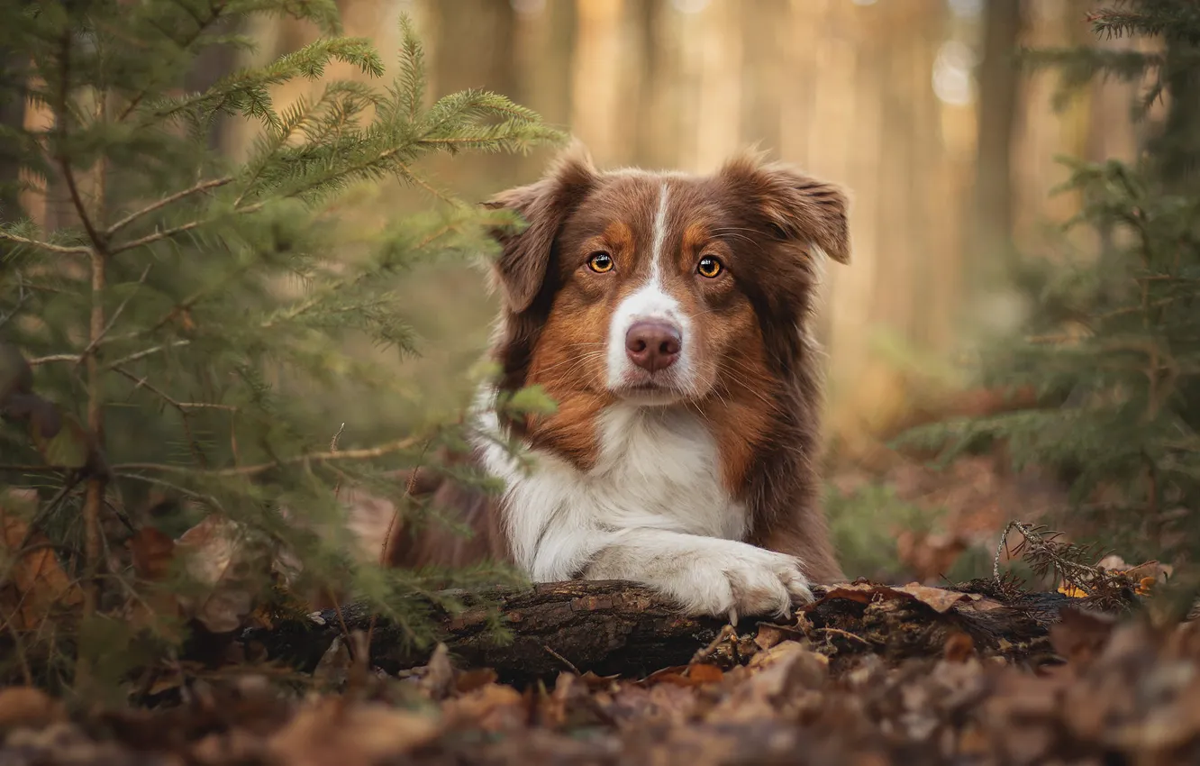 Photo wallpaper autumn, forest, look, face, leaves, branches, nature, portrait