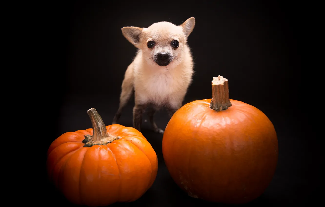 Photo wallpaper background, dog, pumpkin