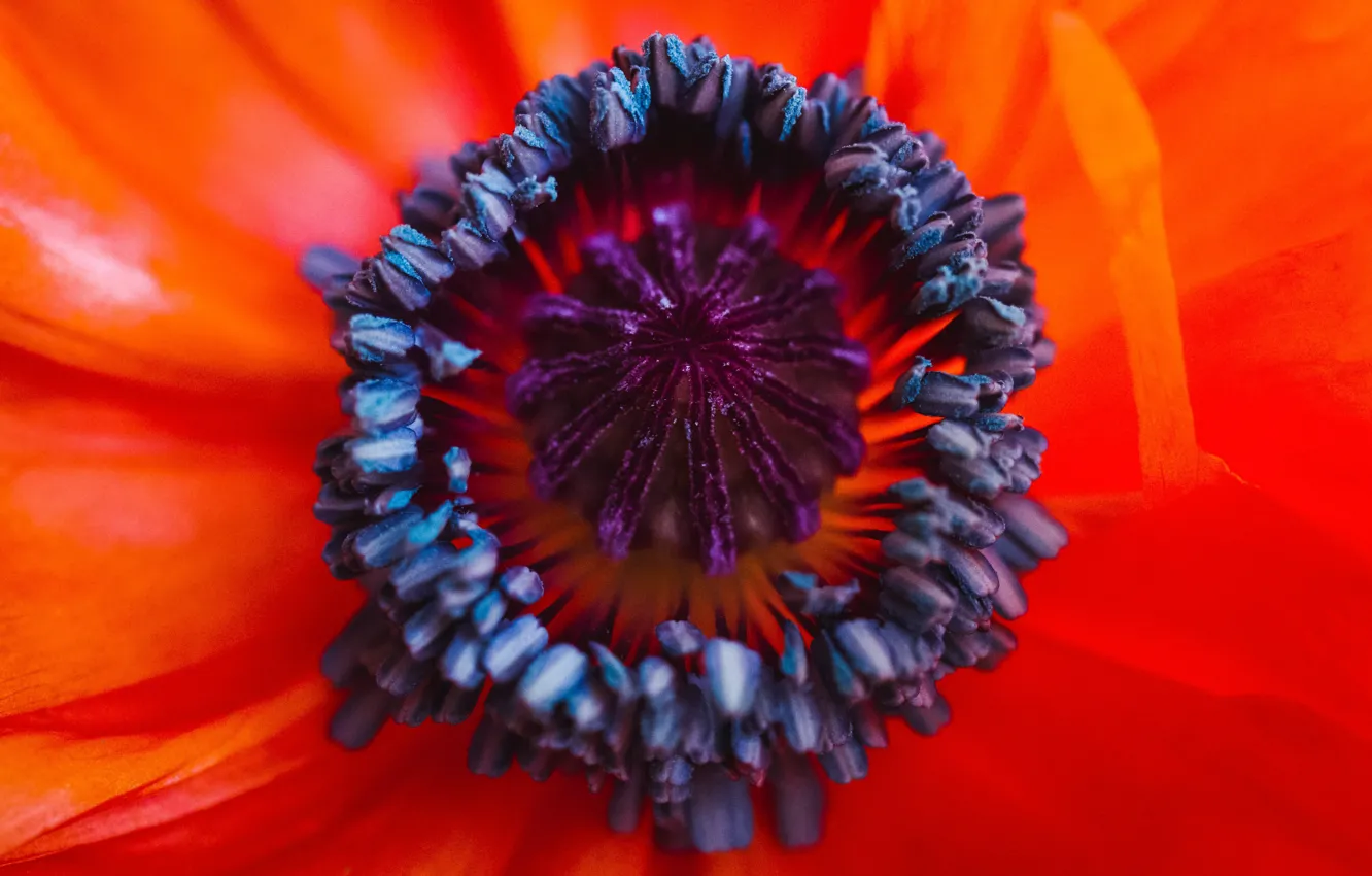 Photo wallpaper flower, nature, Mac