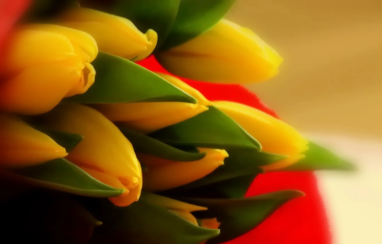 Photo wallpaper macro, nature, tulips