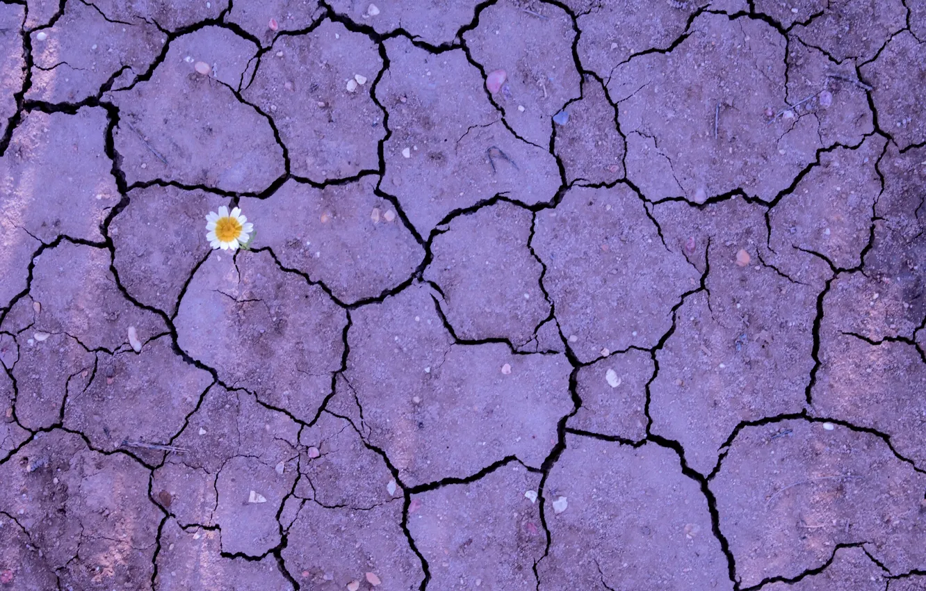 Photo wallpaper flower, nature, earth