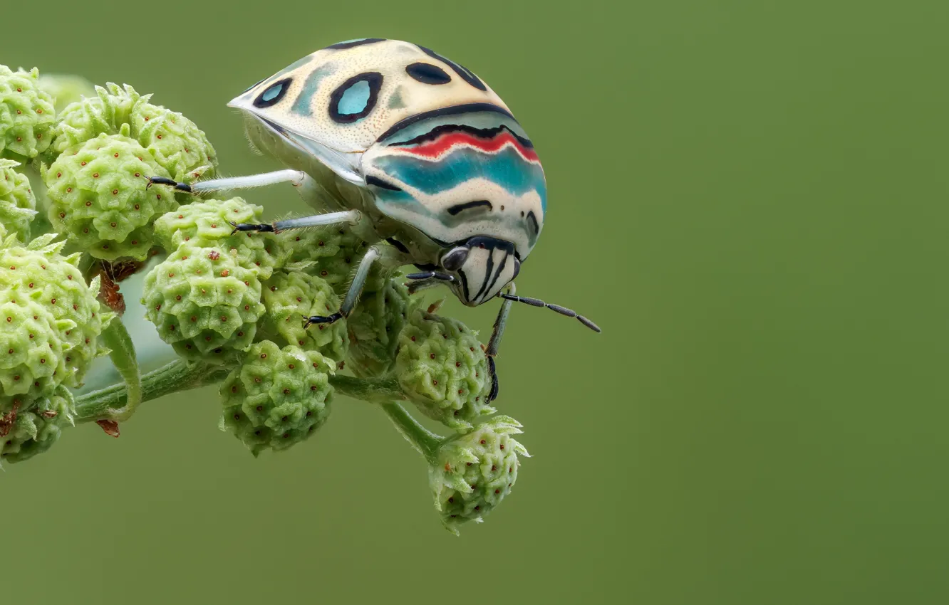 Photo wallpaper macro, beetle, insect, picasso bug