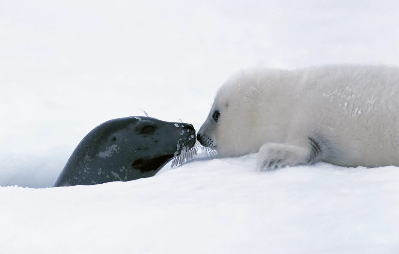 Photo wallpaper Snow, Baby, Seal