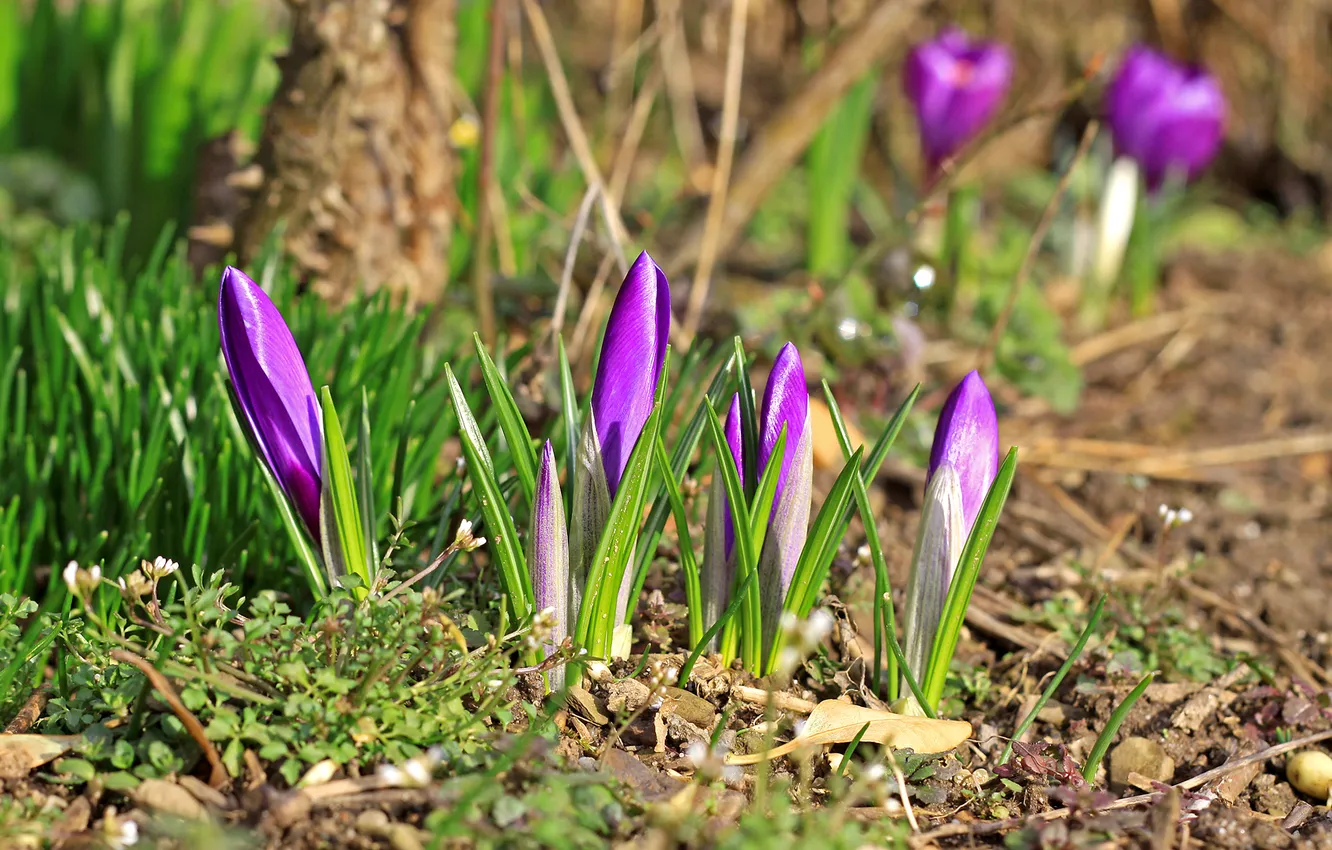 Photo wallpaper forest, nature, spring, crocuses