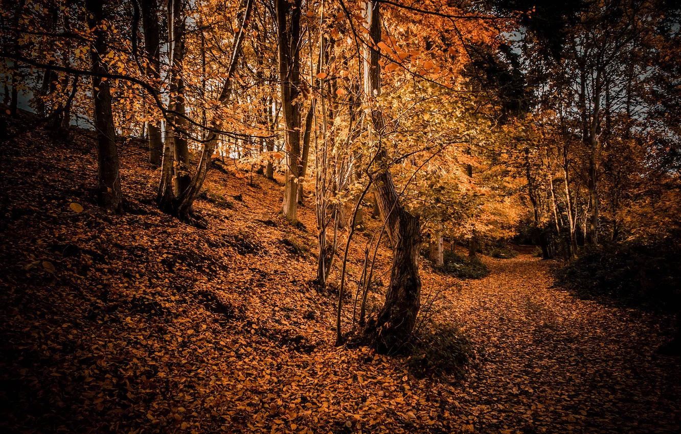 Photo wallpaper autumn, forest, nature