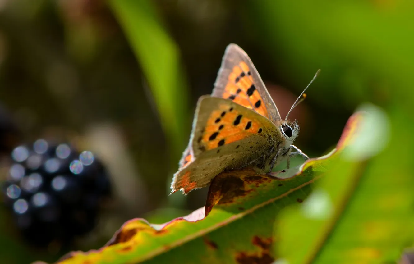 Photo wallpaper summer, grass, leaves, macro, nature, berries, butterfly, plant