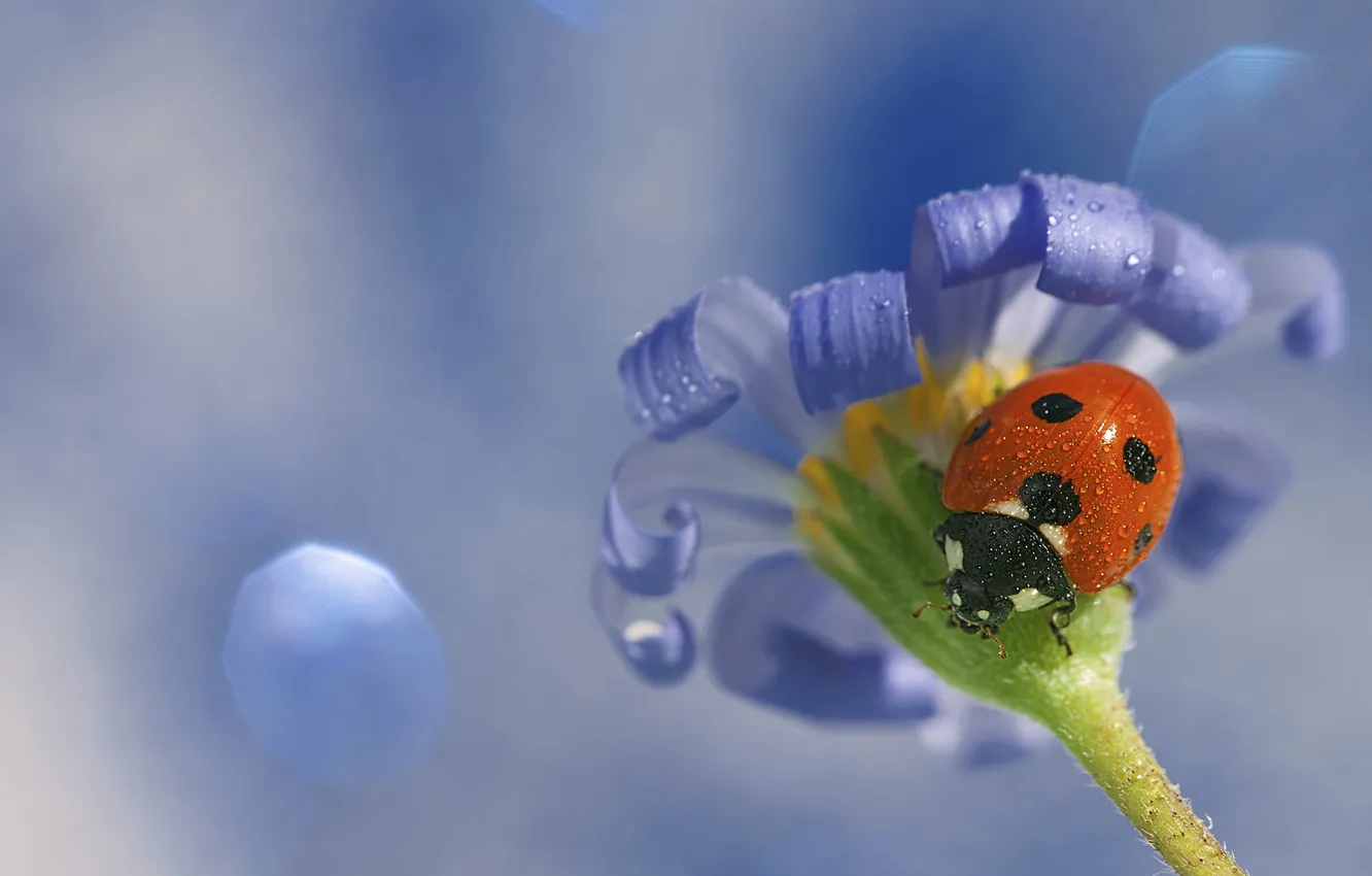 Photo wallpaper macro, flowers, ladybug