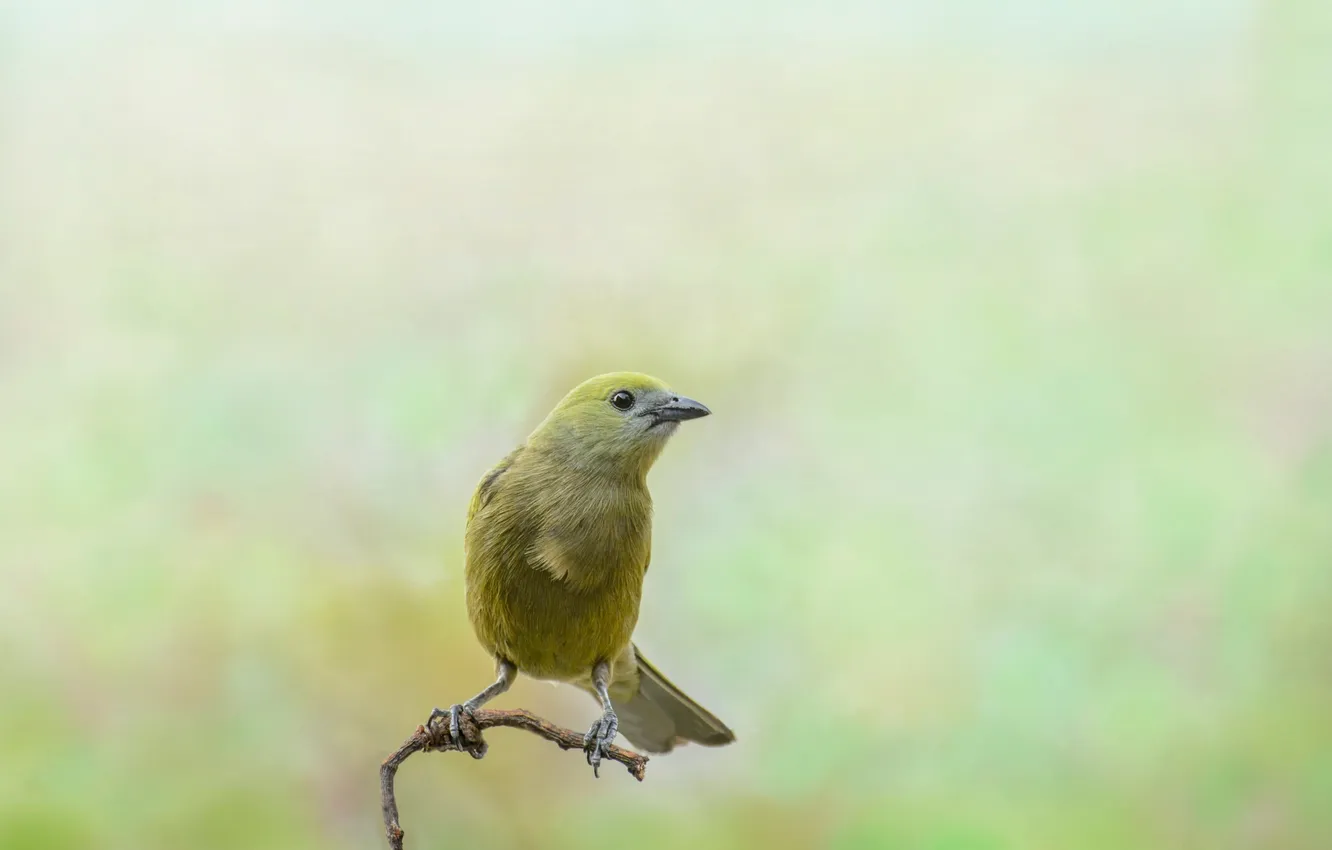 Photo wallpaper branches, background, bird