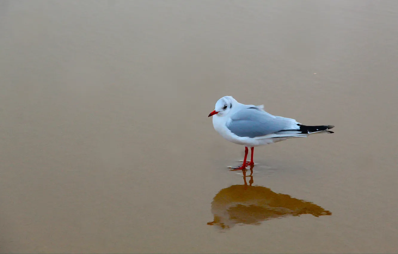 Photo wallpaper beach, bird, seagull