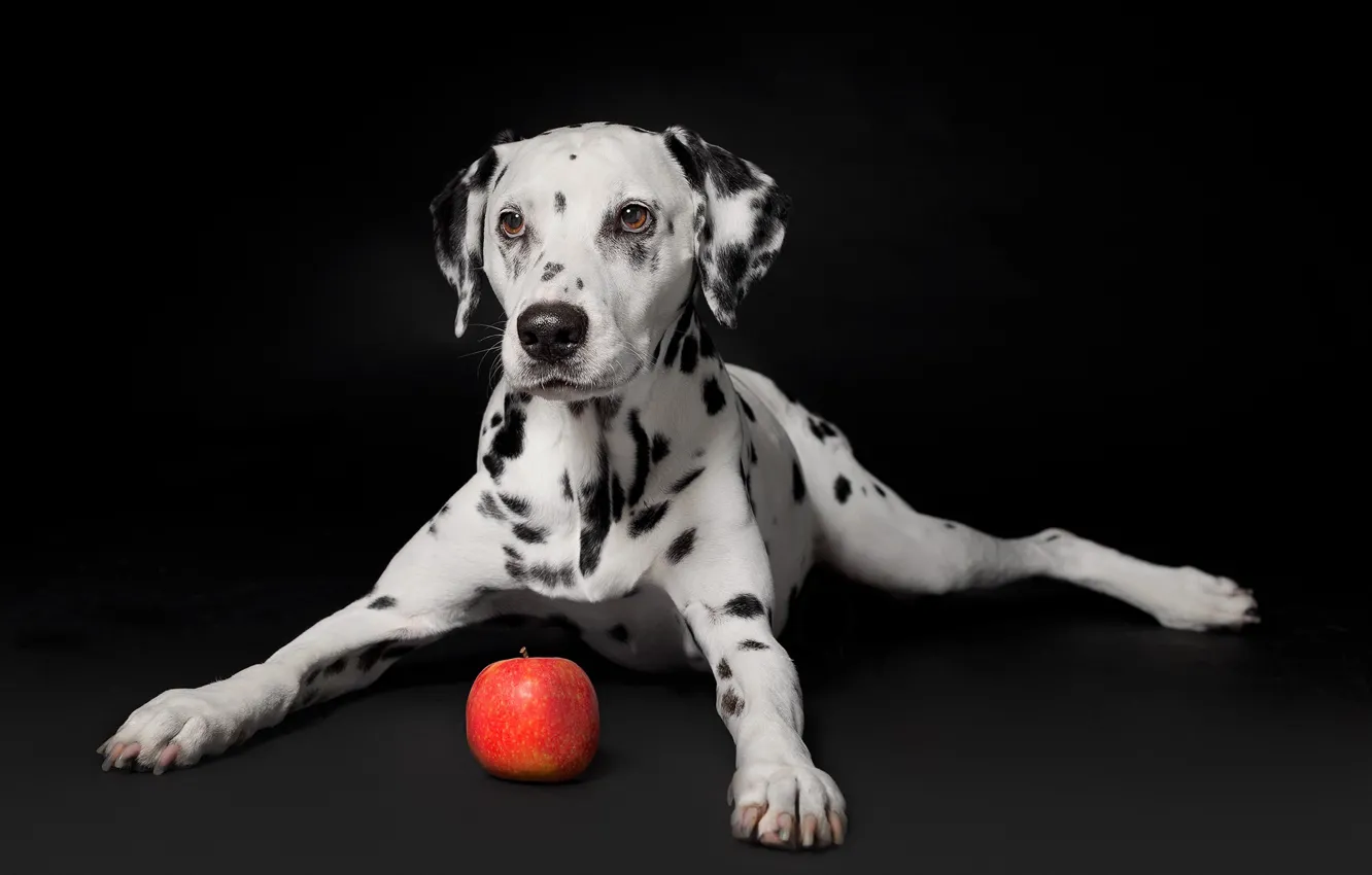 Photo wallpaper Apple, portrait, dog, puppy, black background, Dalmatian