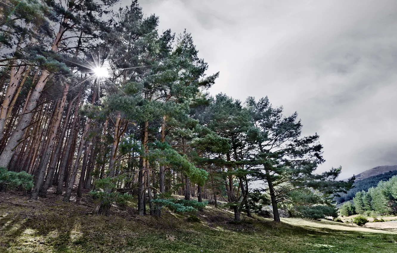 Photo wallpaper field, forest, summer, trees, landscape, nature