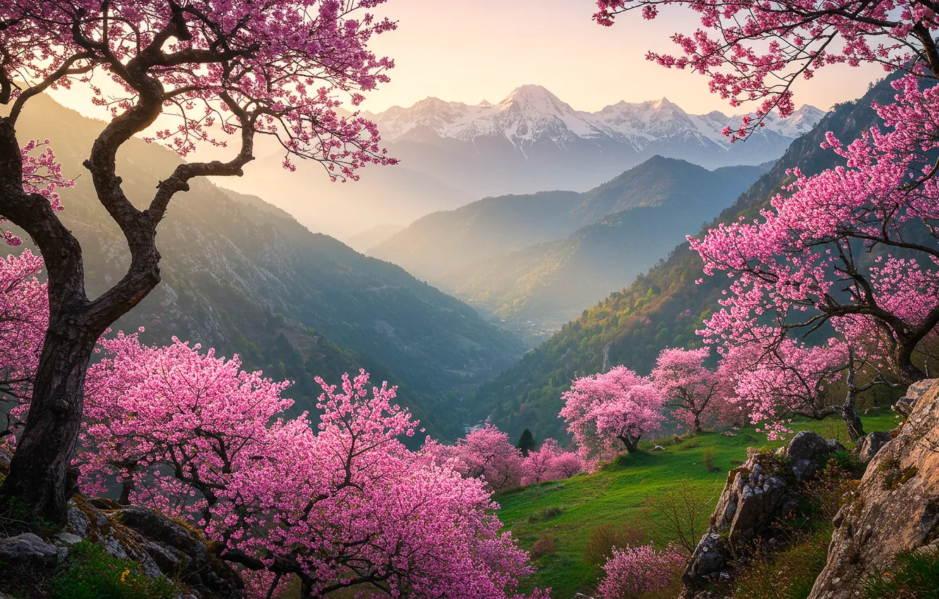 Photo wallpaper mountains, dawn, Wallpaper, spring, Sakura, valley, wallpaper, mountains