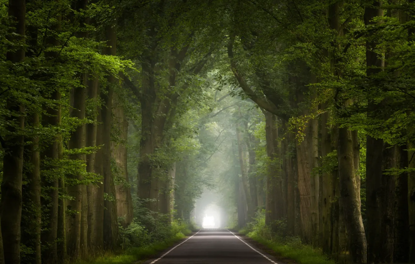 Photo wallpaper road, trees, fog, the tunnel