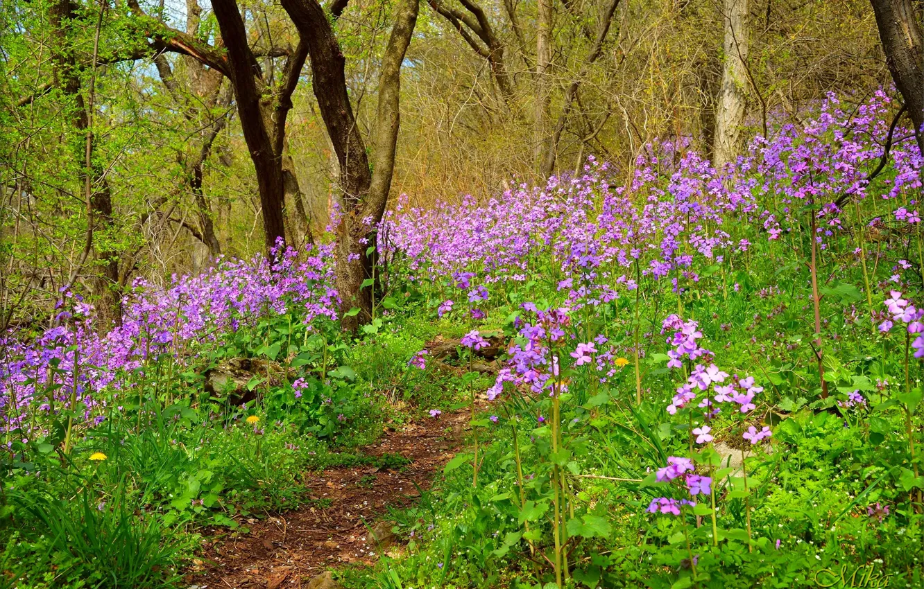 Photo wallpaper Field, Spring, Spring, Flowering, Field, Purple flowers, Flowering