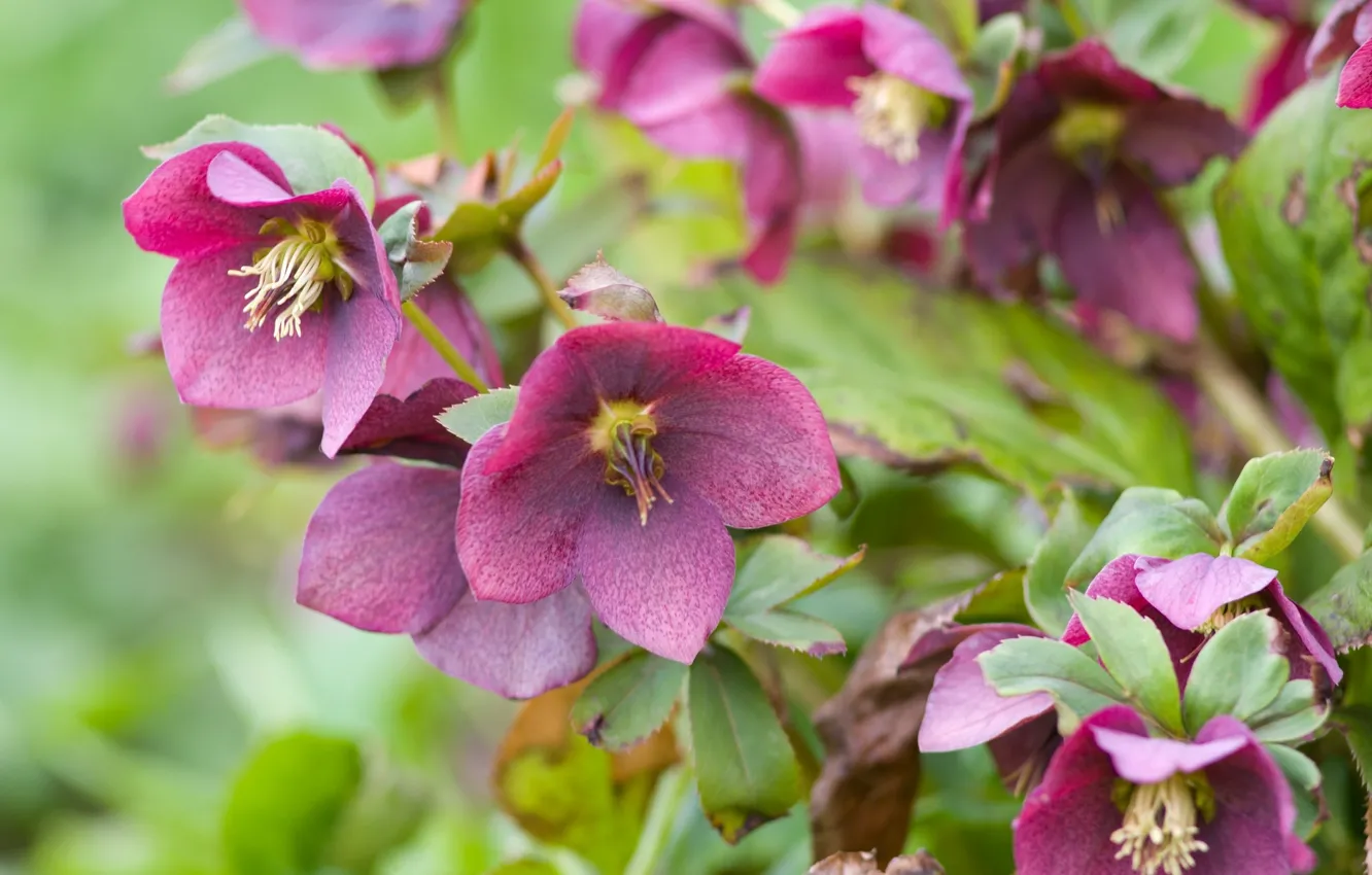 Photo wallpaper flowers, background, flowerbed, hellebore, Helleborus