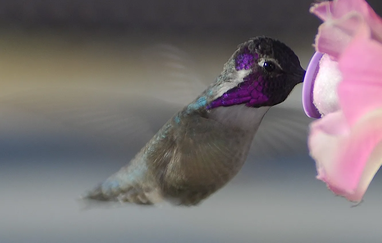 Photo wallpaper flower, flight, wings, Hummingbird