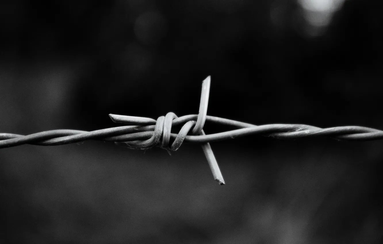 Photo wallpaper macro, aluminum, barbed wire