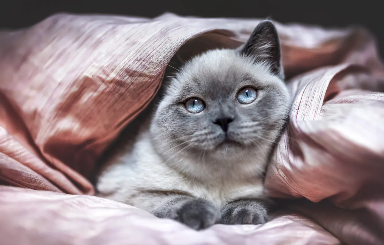 Photo wallpaper cat, grey, bed, lies, sheet, kitty, blue eyes, face