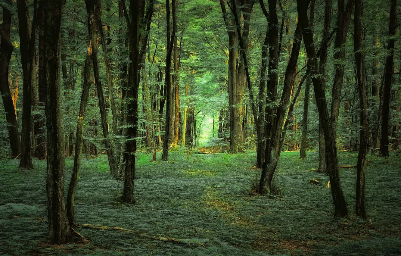 Photo wallpaper forest, trees, digital painting
