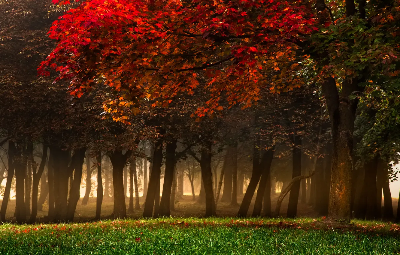 Photo wallpaper autumn, forest, trees, the colors of autumn