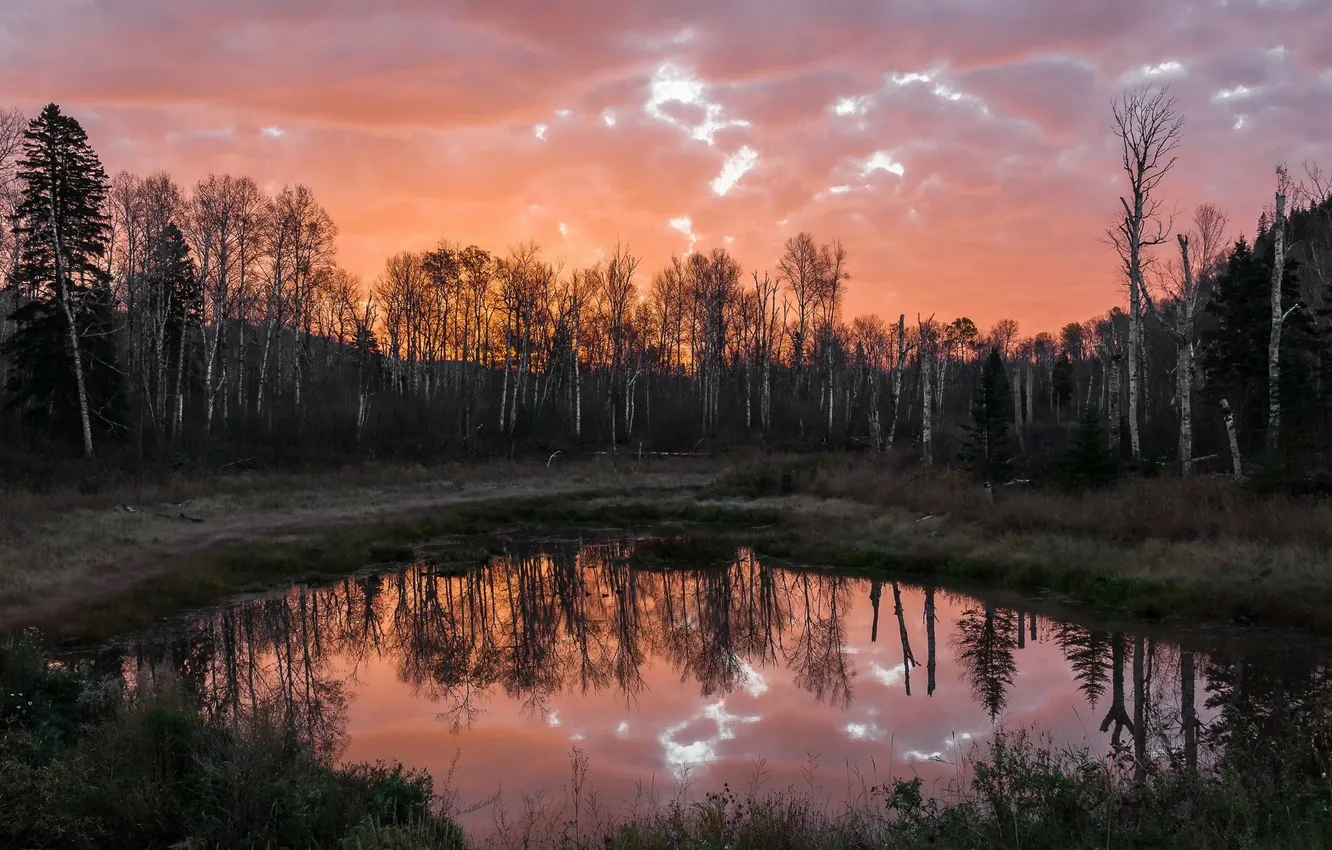 Photo wallpaper forest, the sky, clouds, trees, landscape, sunset, nature, pond
