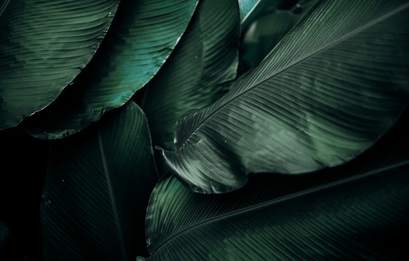 Photo wallpaper leaves, green, background, texture, tropical