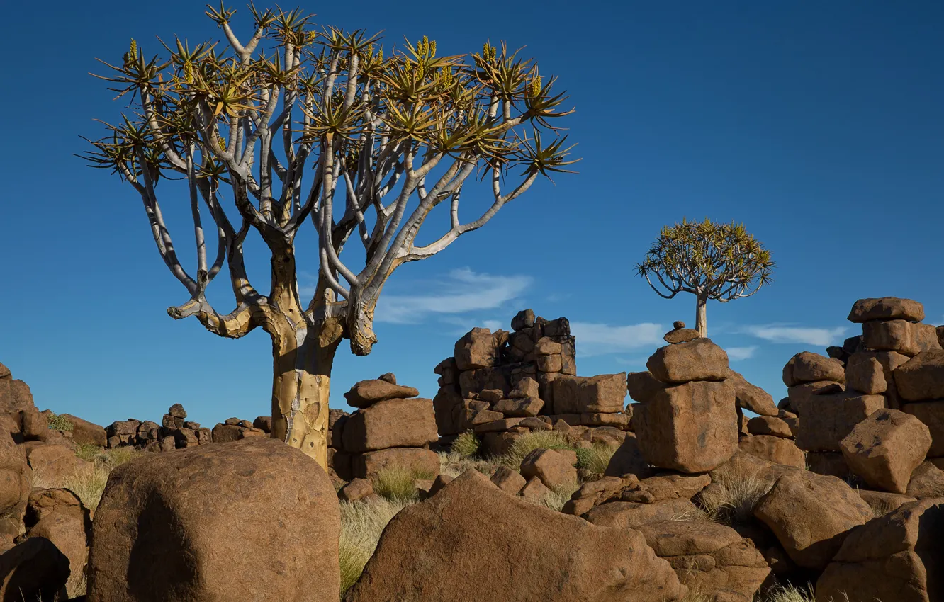 Photo wallpaper the sky, trees, landscape, stones, Africa, Namibia