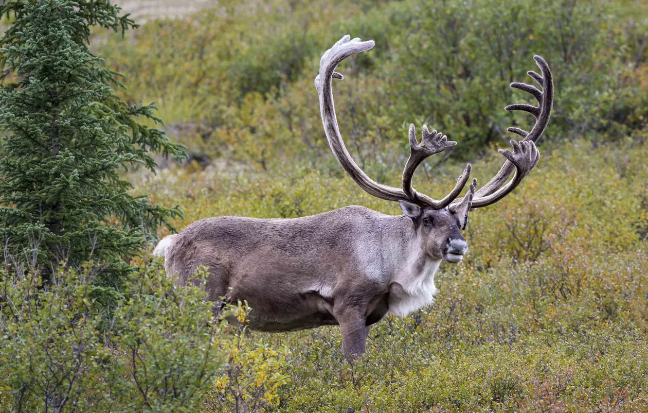 Photo wallpaper deer, horns, North