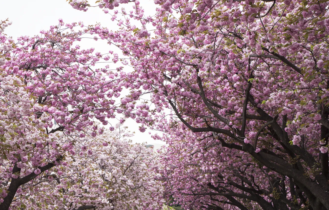 Photo wallpaper trees, cherry, Sakura, Park, flowering