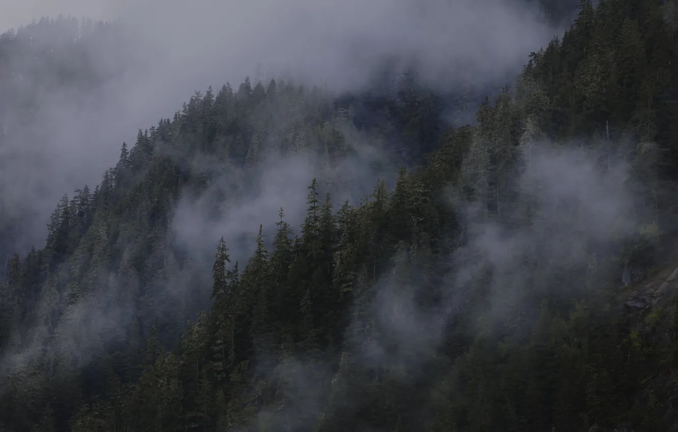 Photo wallpaper forest, trees, nature, fog, slope