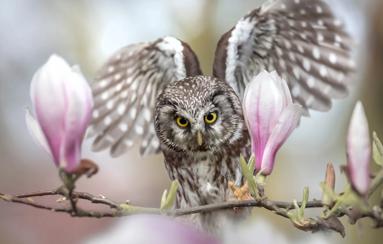 Photo wallpaper flowers, owl, bird, wings, branch, buds, Magnolia, the scope